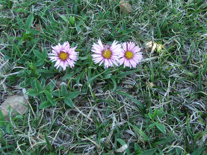 erigeron aragonensis.jpg