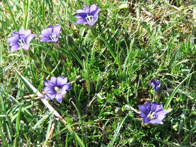 gentiana pyrenaica.jpg