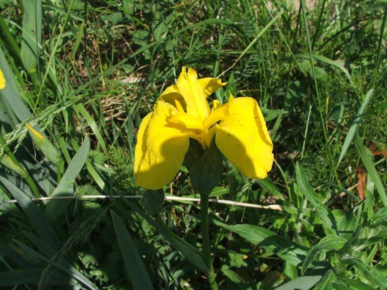 iris pseudoacorus.jpg