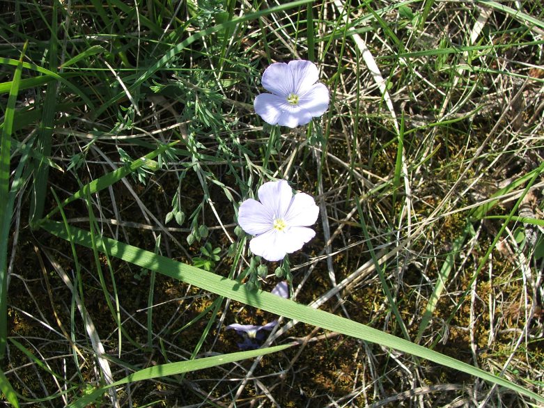 linum narbonense.jpg