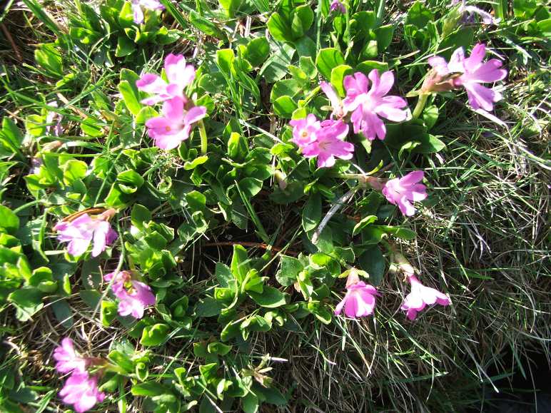 primula integrifolia.jpg