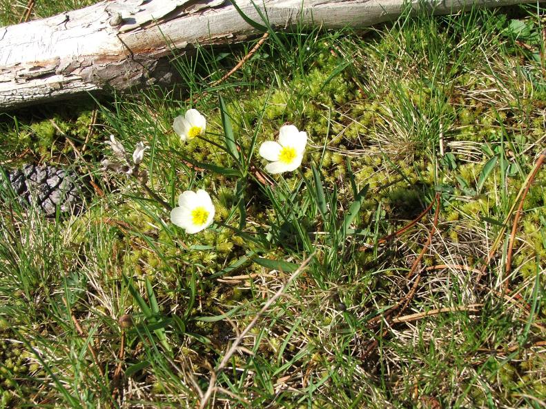 ranunculus pyrenaicus.jpg