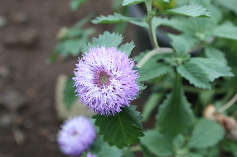 Centaurea (1).JPG