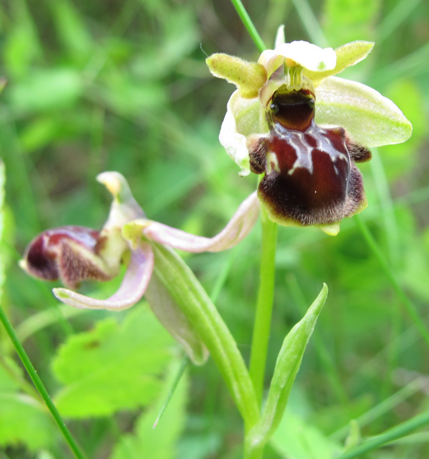 Deux fleurs du même pied.jpg
