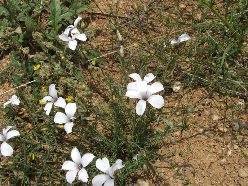 linumtenuifolium.jpg