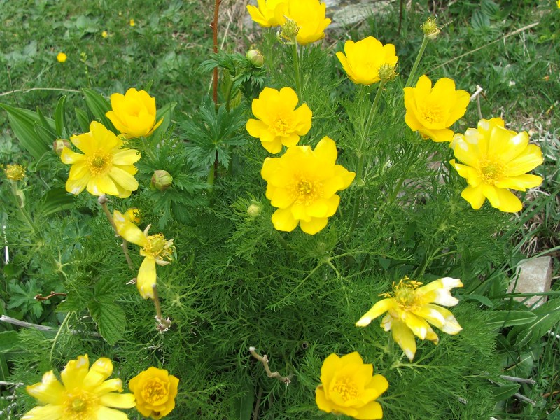 adonispyrenaica.jpg