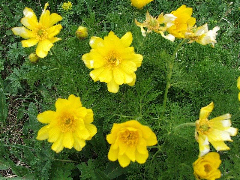 adonispyrenaica1.jpg
