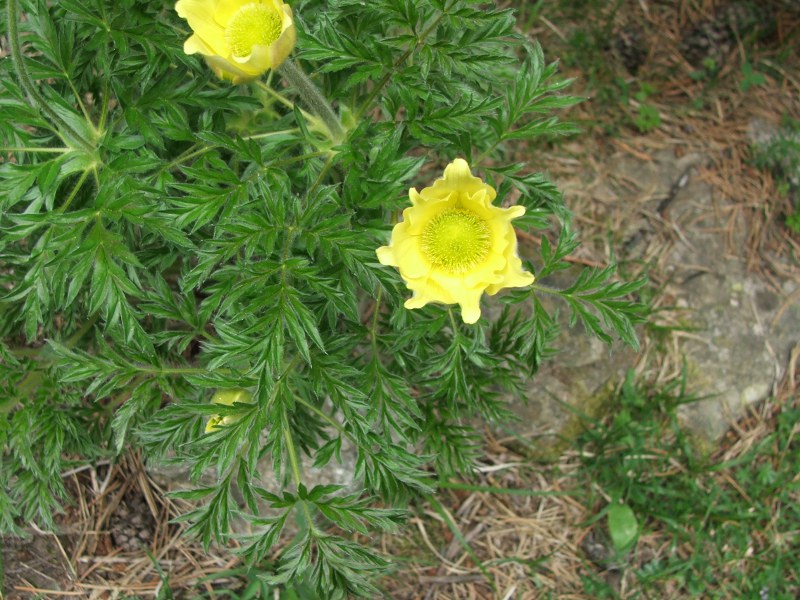 pulsatillaapiifolia.jpg