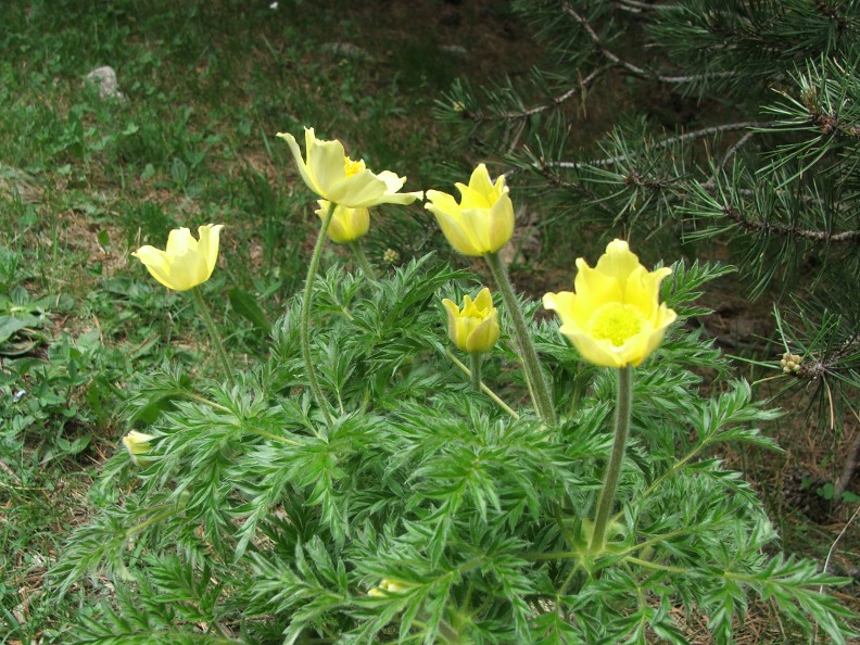 pulsatillaapiifolia1.jpg