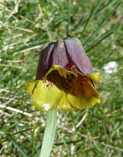 Fritillaria pyrenaica