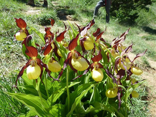 P1120467 cypripedium calceolus.JPG