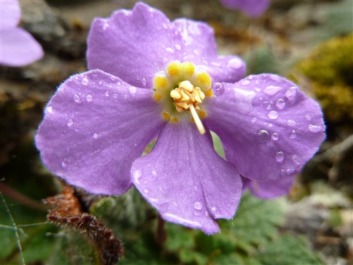 P1120889 ramonda pyrenaica.JPG