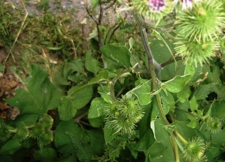 Arctium lappa -  Badane (2).JPG