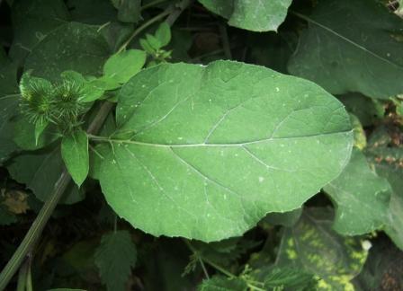 Arctium lappa -  Badane (3).JPG