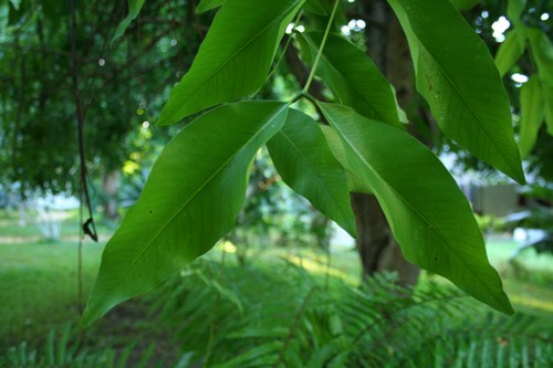 14 Les feuilles de l'arbre