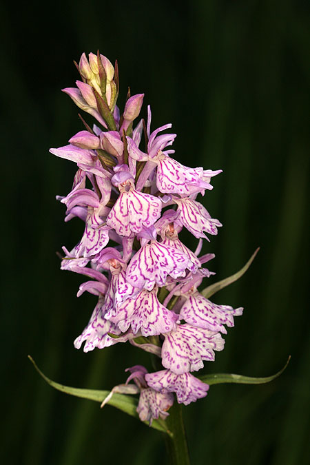 orchidee20.jpg