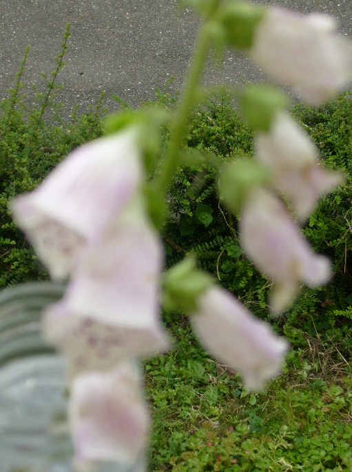 Fleurs de PRESLETTE  19  06  2012 003.JPG