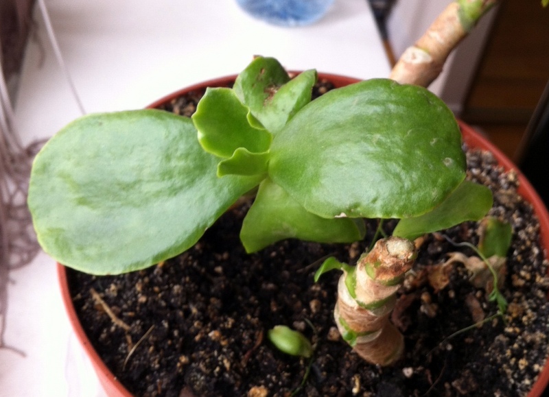 crassula.JPG