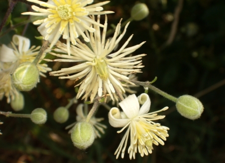 Clematis vitalba - Clématite vigne blanche (7).JPG