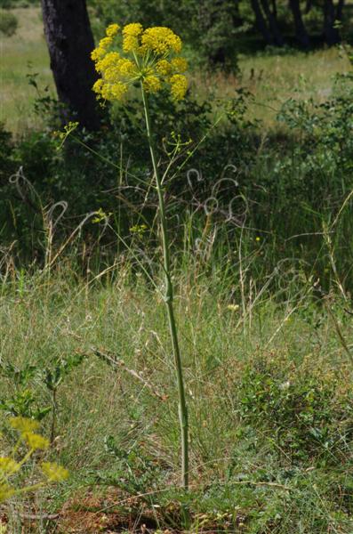 Thapsia villosa