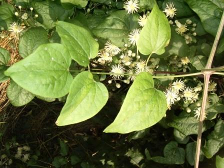 Clematis vitalba - Clématite vigne blanche (9).JPG