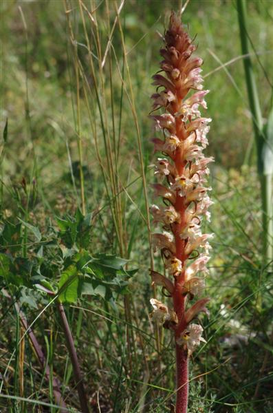 Orobanche amethystea