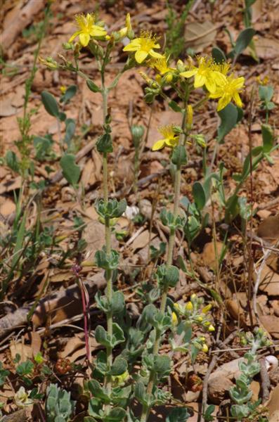 Hypericum tomentosum