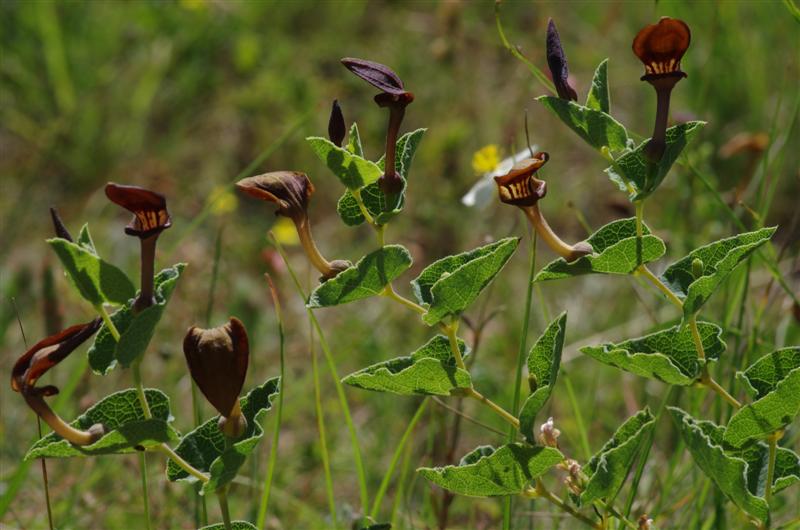 Aristolochia pistolochia