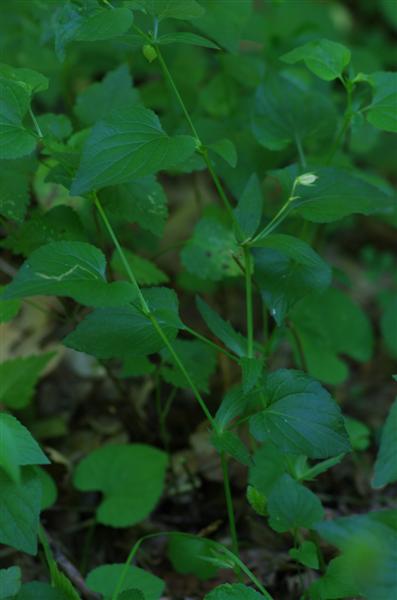 Viola jordanii