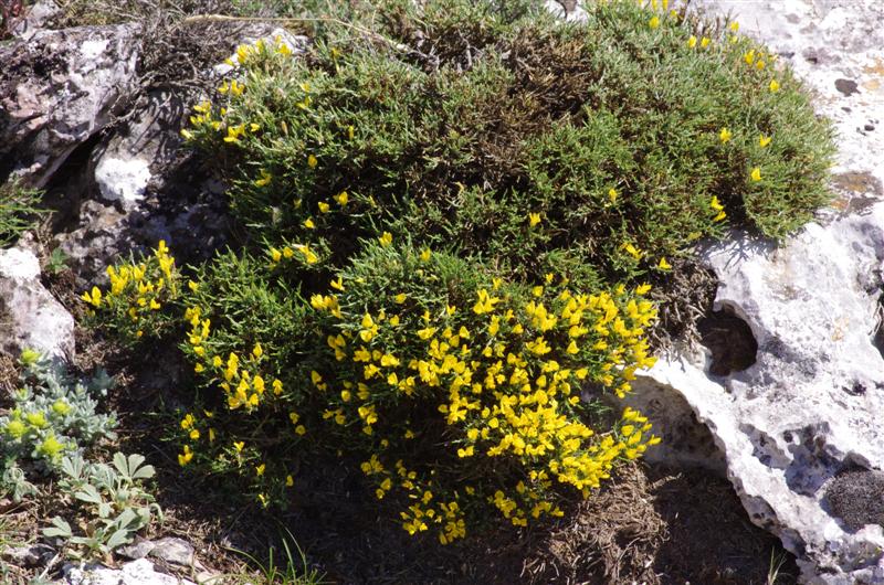 Genista lobelii