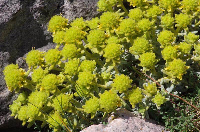 Teucrium aureum