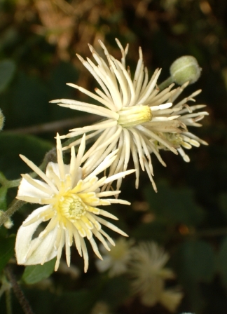 Clematis vitalba - Clématite vigne blanche (8).JPG