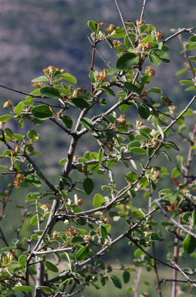 Cotoneaster atlanticus
