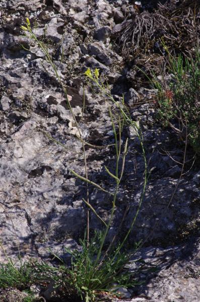 Brassica repanda subsp saxatilis