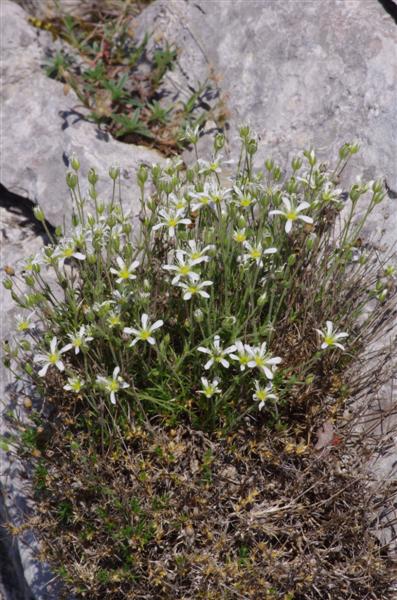 Arenaria grandiflora