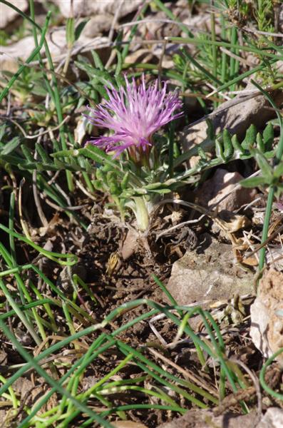 Jurinea humilis