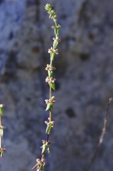 Galium verticillatum