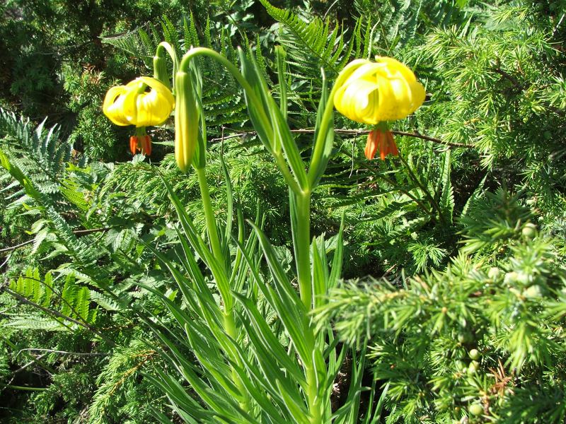 lilium pyrenaicum.JPG