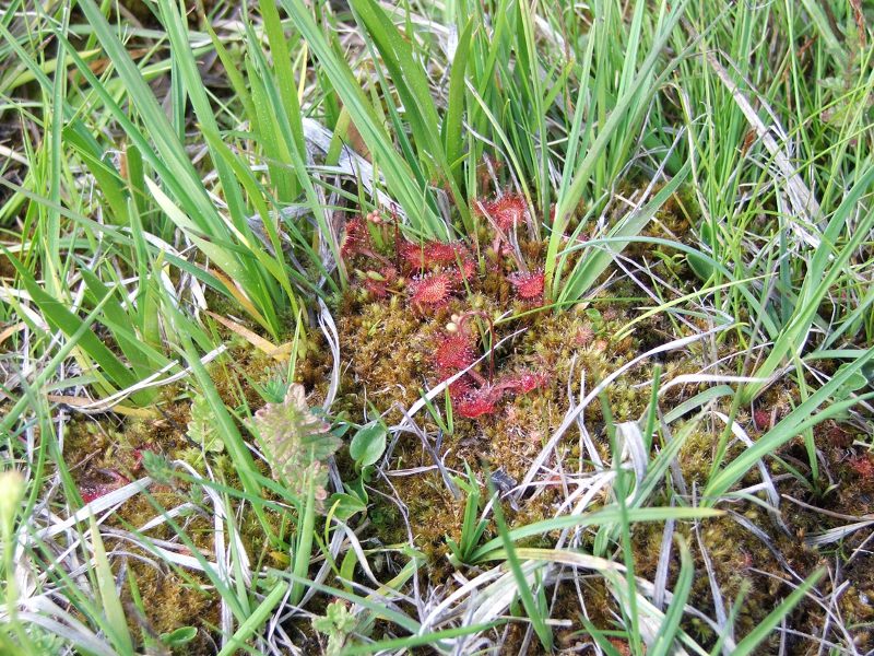 drosera rotundifolia.JPG