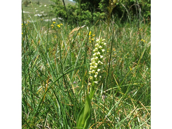 pseudorchis albida.JPG
