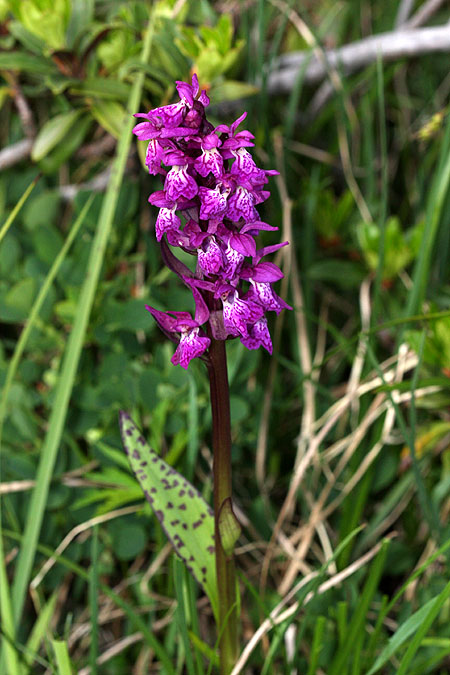 orchidee21.jpg