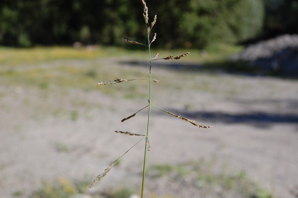 Puccinellia distans (13) [1600x1200].JPG