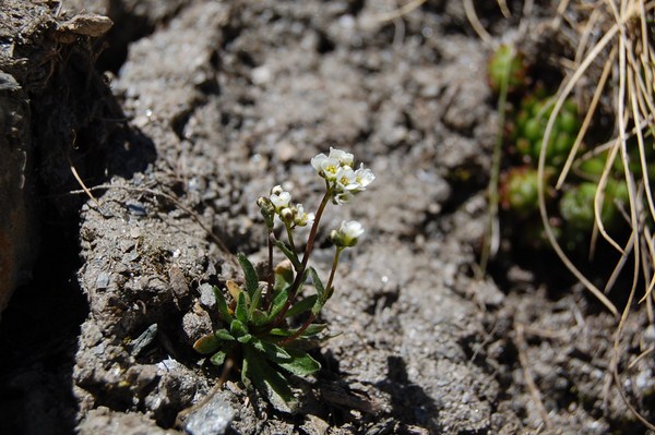 Draba fladnizensis (2) [1600x1200].JPG