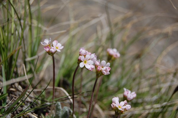 Androsace adfinis puberula (2) [1600x1200].JPG