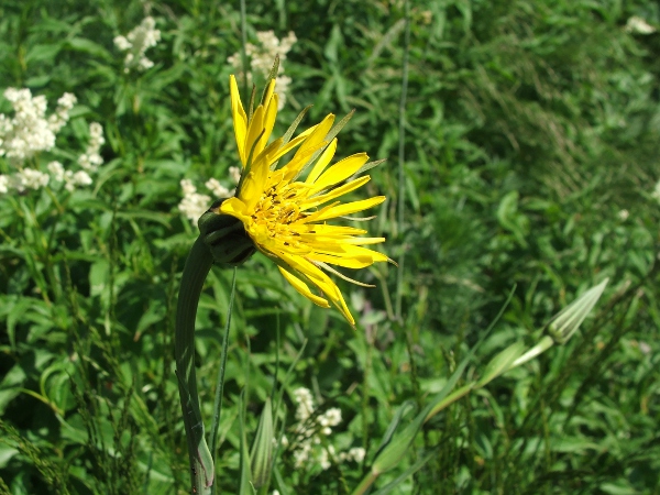 Tragopogon orientale.jpg
