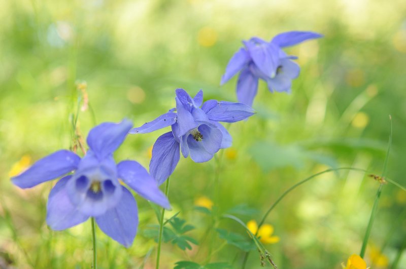 Aquilegia alpina.jpeg