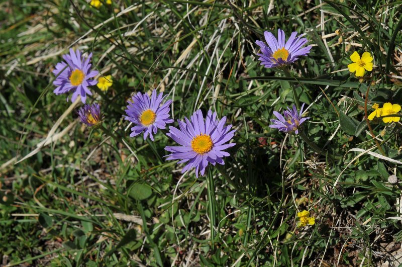 Aster alpinus subsp. alpinus.jpeg