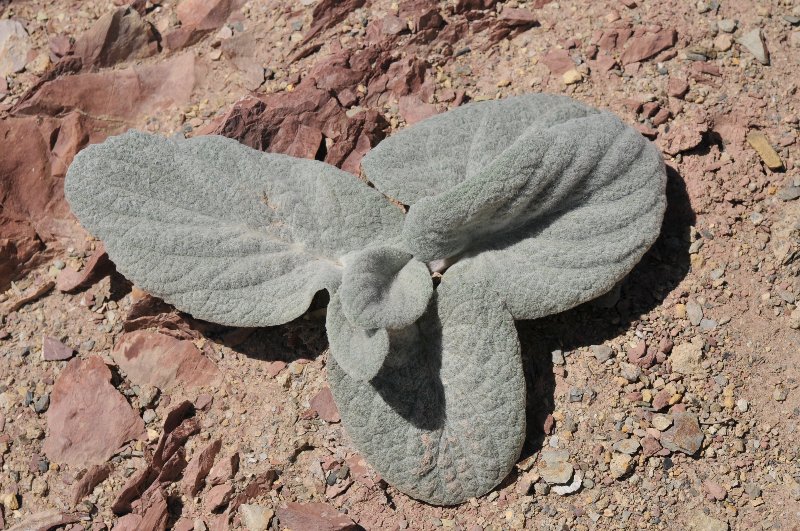 Berardia subacaulis.jpeg