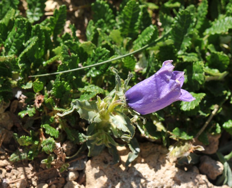 Campanula alpestris.jpeg