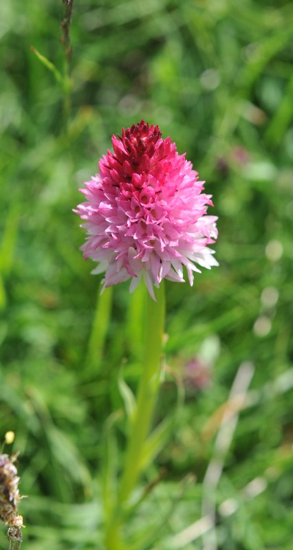 Gymnadenia nigra subsp. corneliana.jpeg